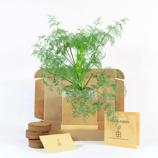 Dill Plant Box