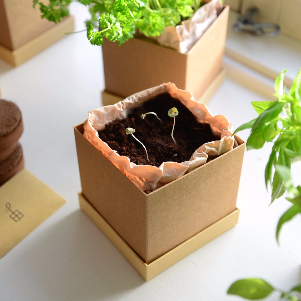 Plant Box subscription as GIFT