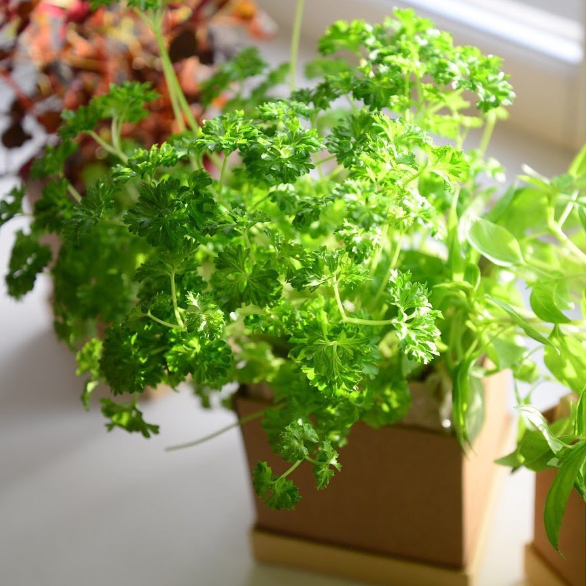 Parsley Plant Box