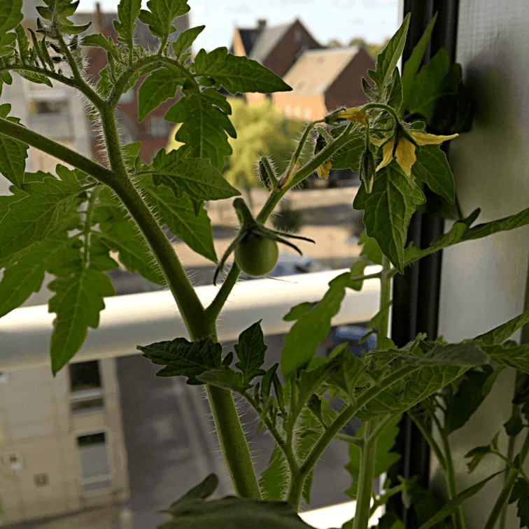 Cherry tomato Plant Box