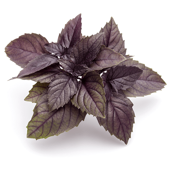 Red basil leaves by mywindowfood