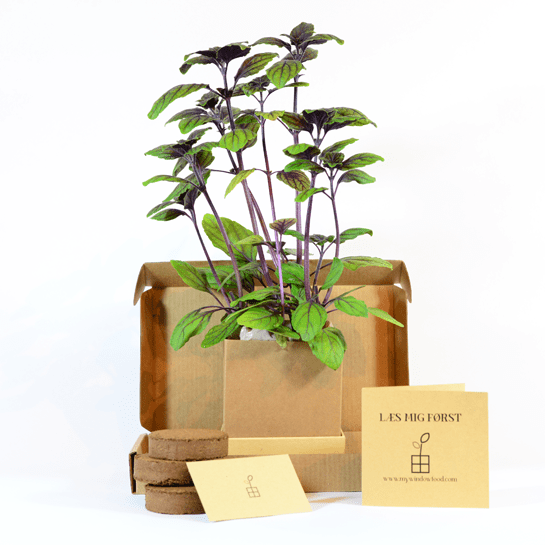 Red basil Plant Box