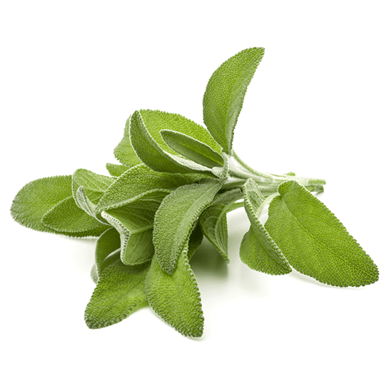 Sage leaves by mywindowfood