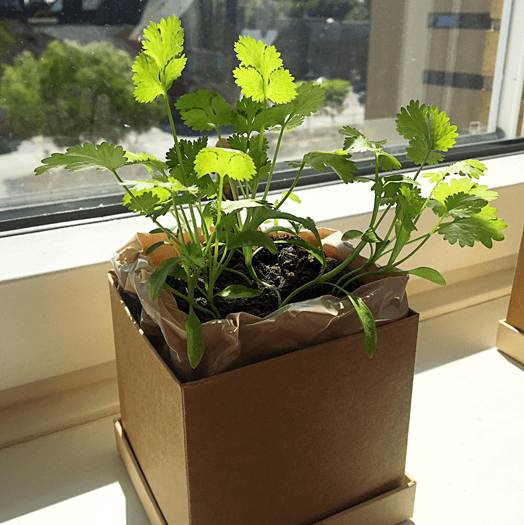 Coriander Plant Box