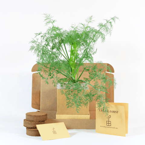 Dill Plant Box