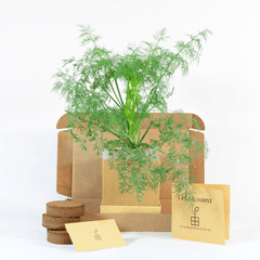 Dill Plant Box