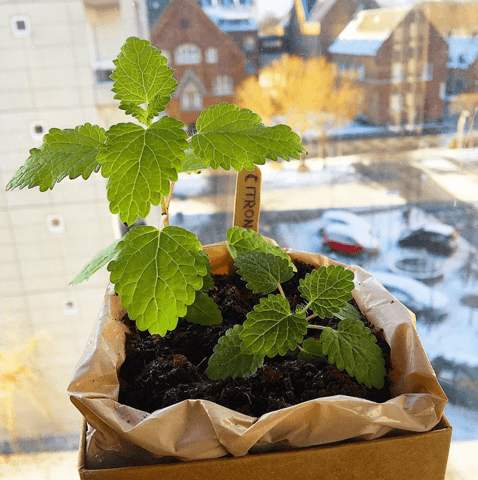 Lemon balm Plant Box