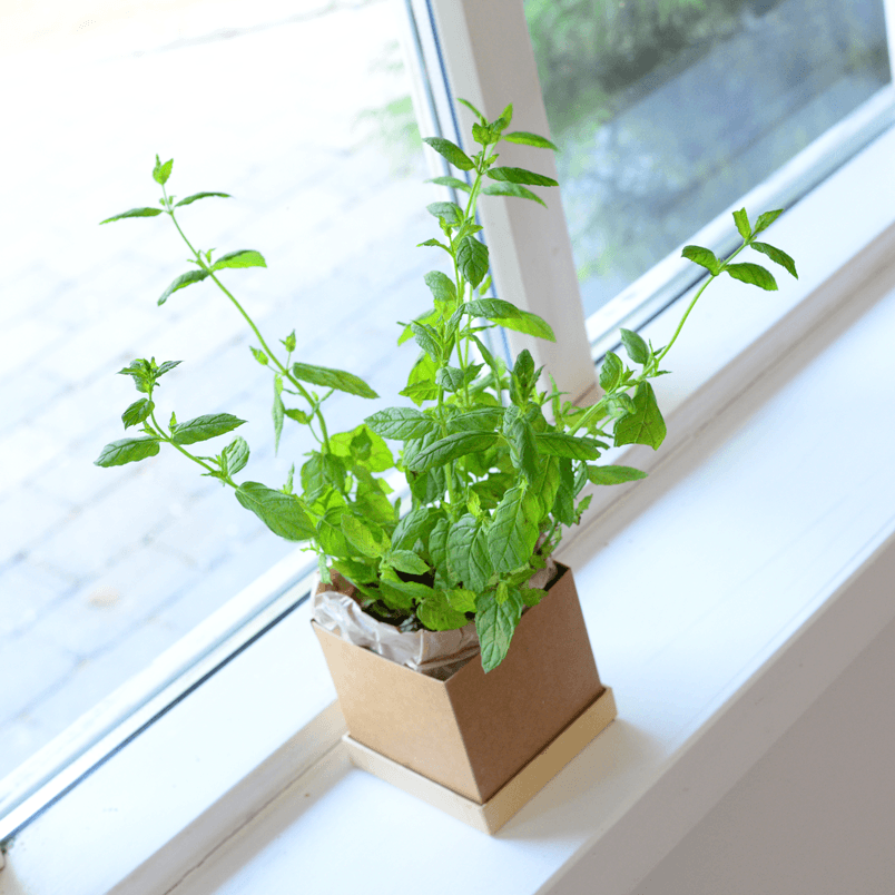 Single Plant Box gift with greeting