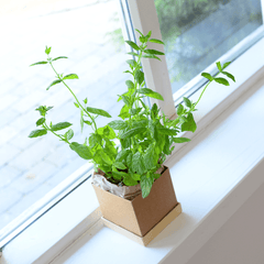 Mint plant in Plant Pot placed in window