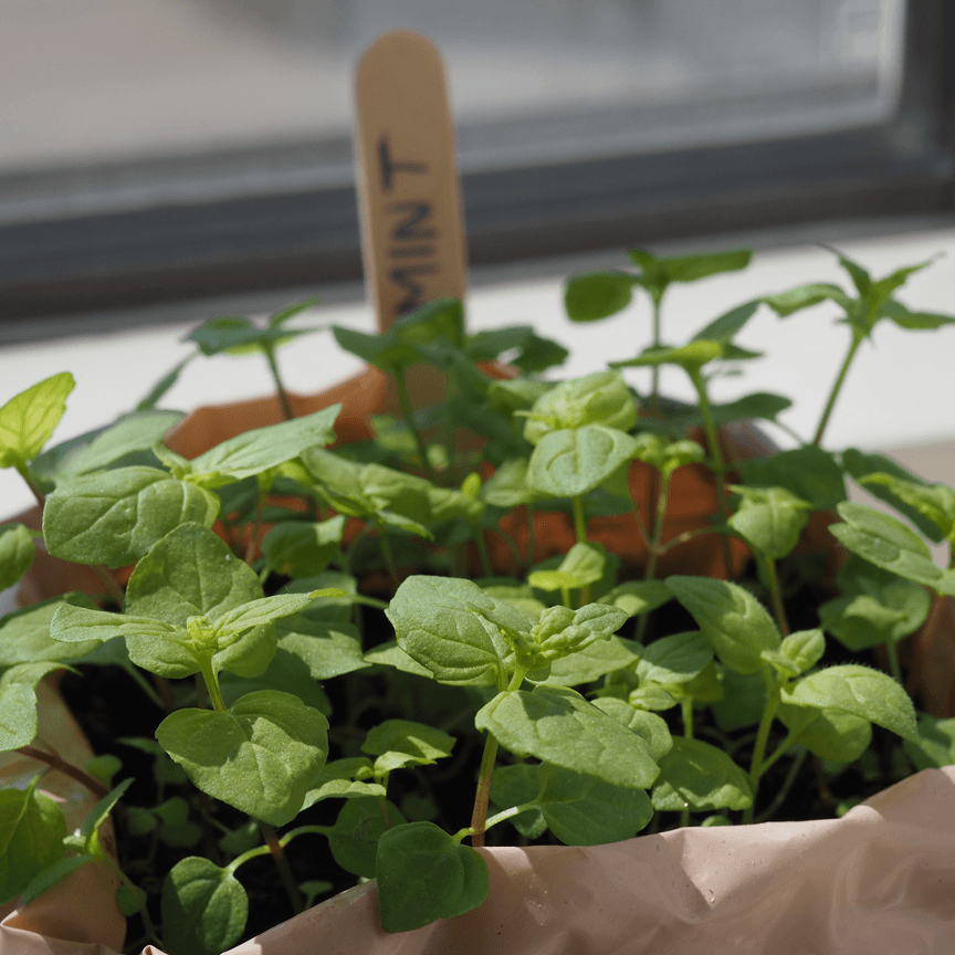 Close up of mint sprouts in mywindowfood plant pot