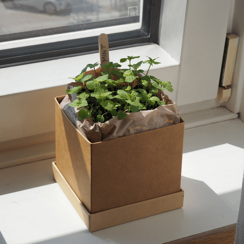 Mint sprouts in plant pot in sunny window
