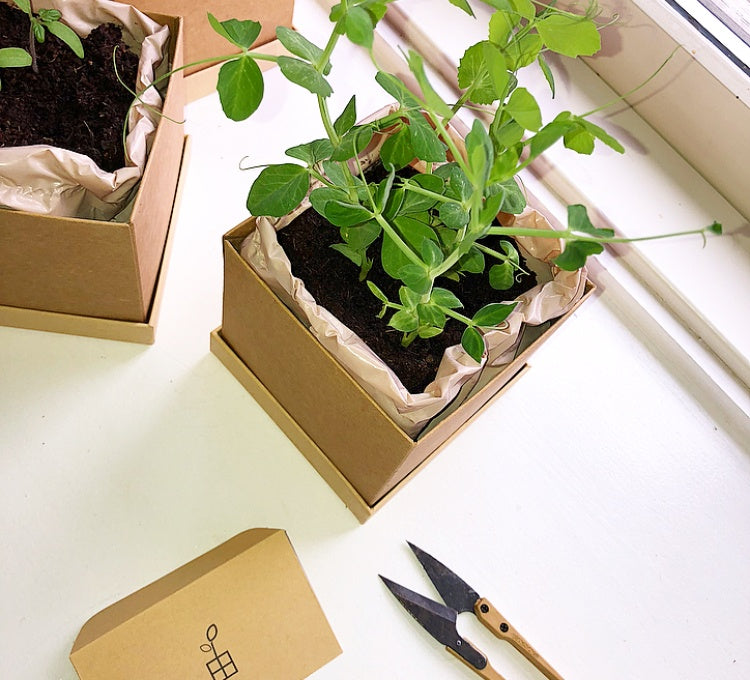 Pea Plant Box