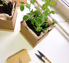 Pea Plant Box