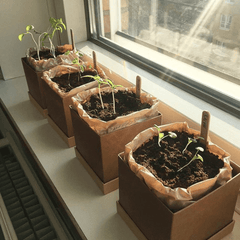 Plant Box subscription as GIFT