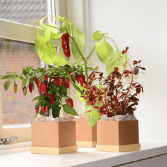 Plant Box: Monthly Subscription