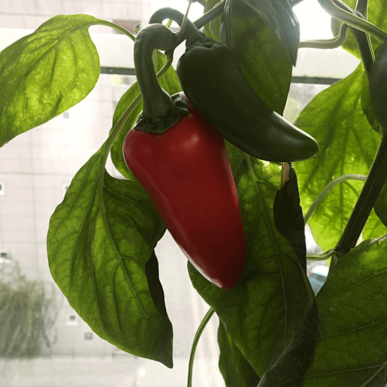 Bell pepper fruit on plant