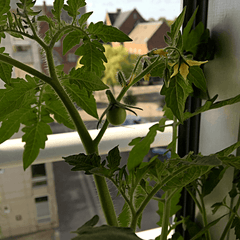 Cherry tomato Plant Box