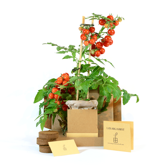Cherry tomato Plant Box