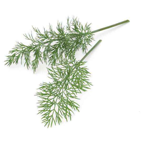 Dill leaves by mywindowfood