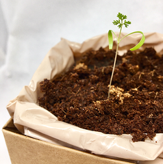 Dill Plant Box