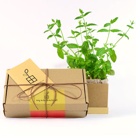 Plant Box gift wrapped with personal greeting card