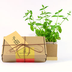 Plant Box gift wrapped with personal greeting card