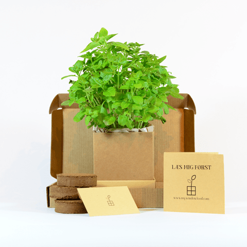 Greek Basil Plant Box