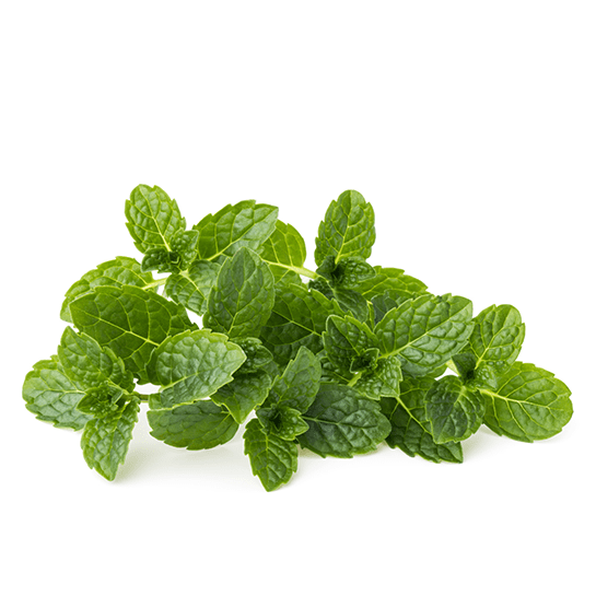 Lemon balm Plant Box