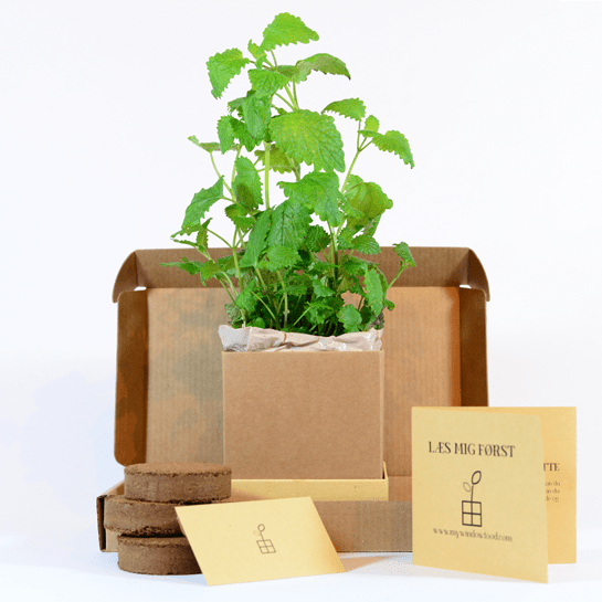 Lemon balm Plant Box