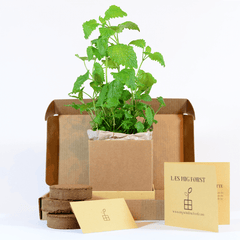 Lemon balm Plant Box