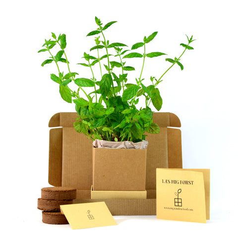 Mint Plant Box content