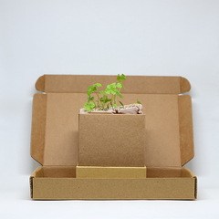 Parsley seeds beginning to grow Plant Box by mywindowfood