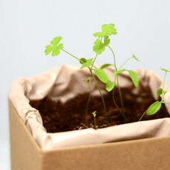 Parsley Plant Box