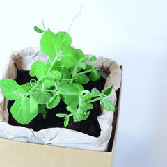 Pea Plant Box