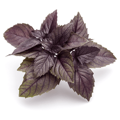 Red basil leaves by mywindowfood