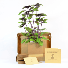 Red basil Plant Box