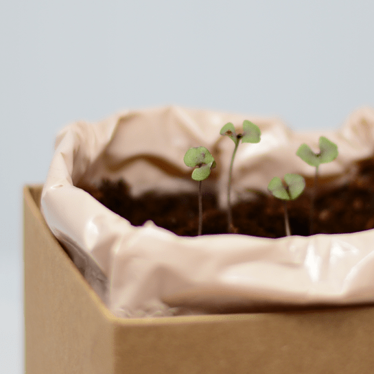 Red basil Plant Box