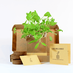 Sage Plant Box