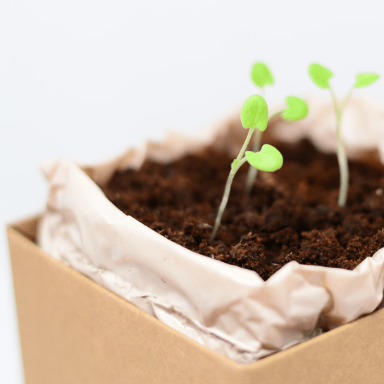 Sage Plant Box