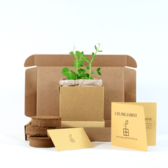 Pea Plant Box