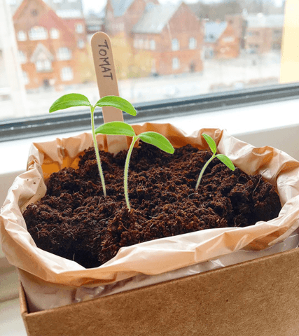Cherry tomato Plant Box