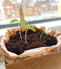 Cherry tomato Plant Box